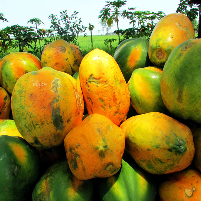 Papaya Nutrition Papaya Benefits Health Benefits Of Papaya Garden