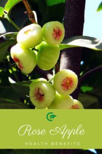 Water Apple Health Benefits Rose Apple Garden Infograph