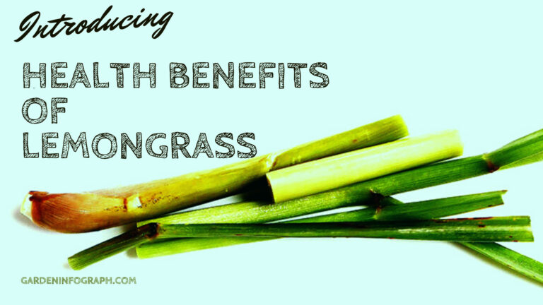 Lemongrass Health Benefits Garden Infograph