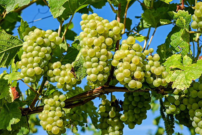 Health benefits of Grapes | Grapes Nutrition