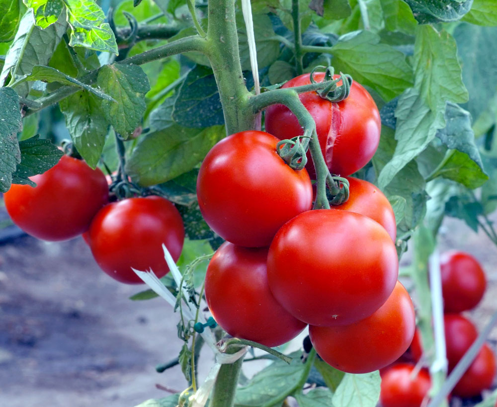Benefits of Tomatoes | Tomato nutrition facts