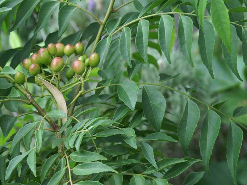 curry leaves