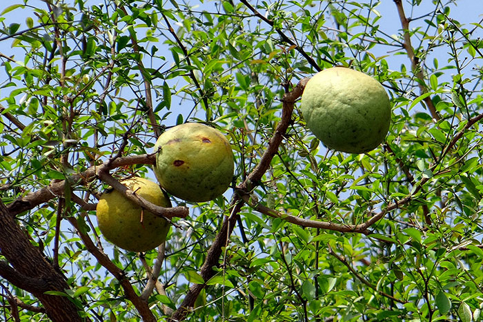 Bael Fruit