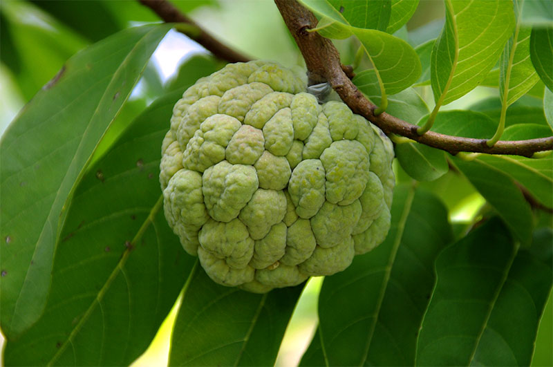 Custard apple