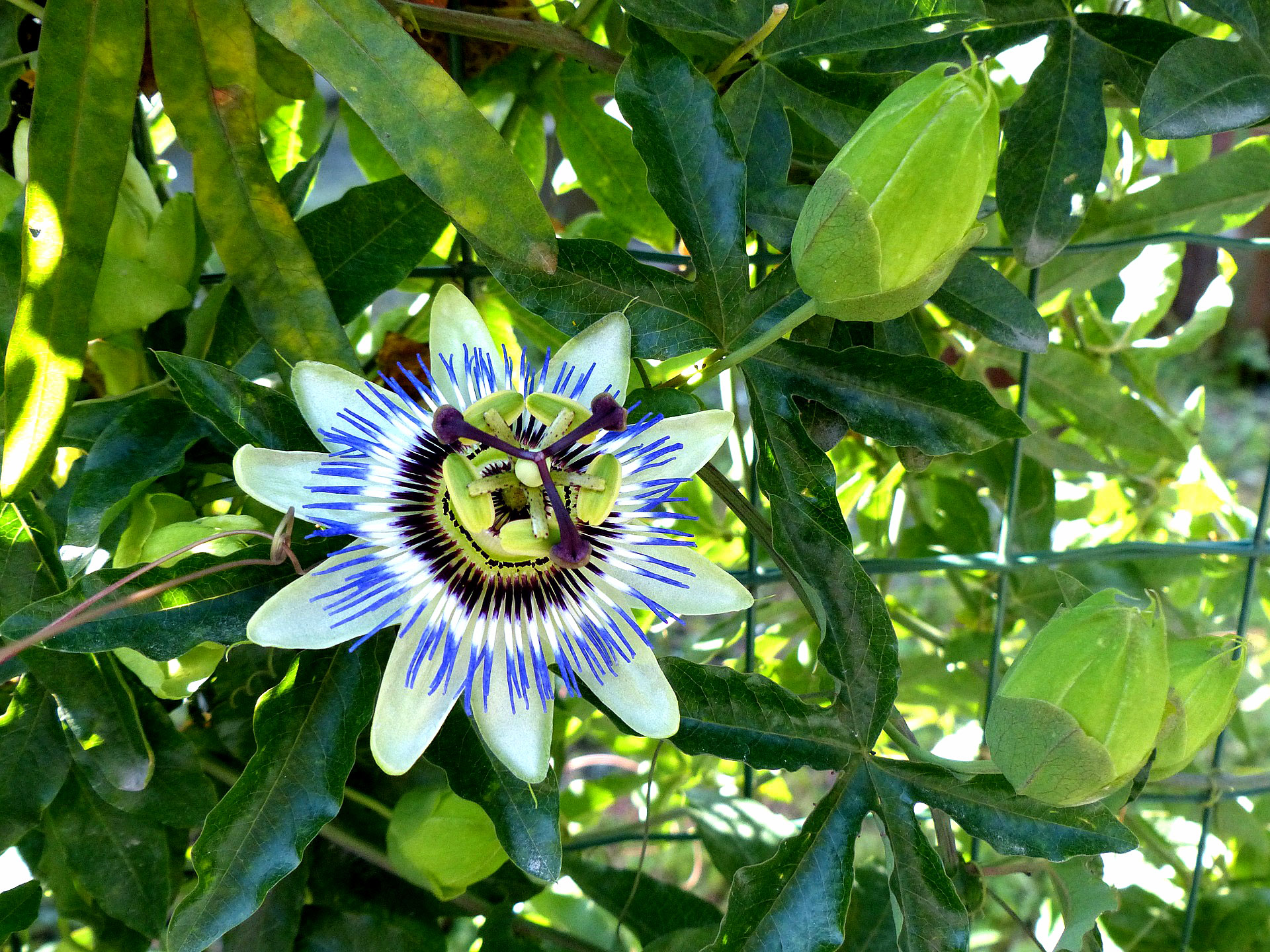 Passion Fruit