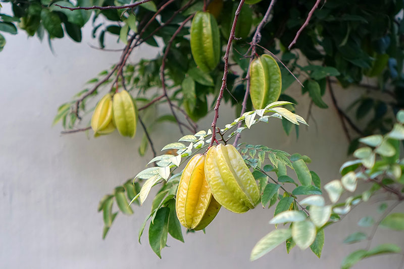 Star fruit