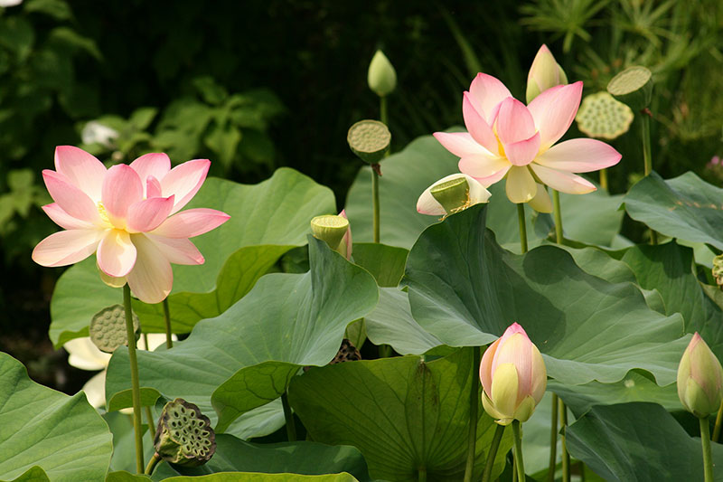 Lotus