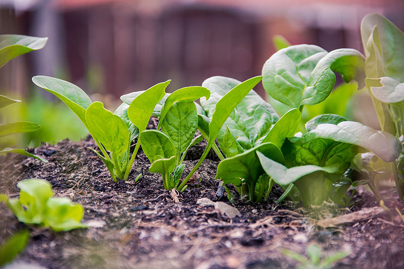 Spinach 