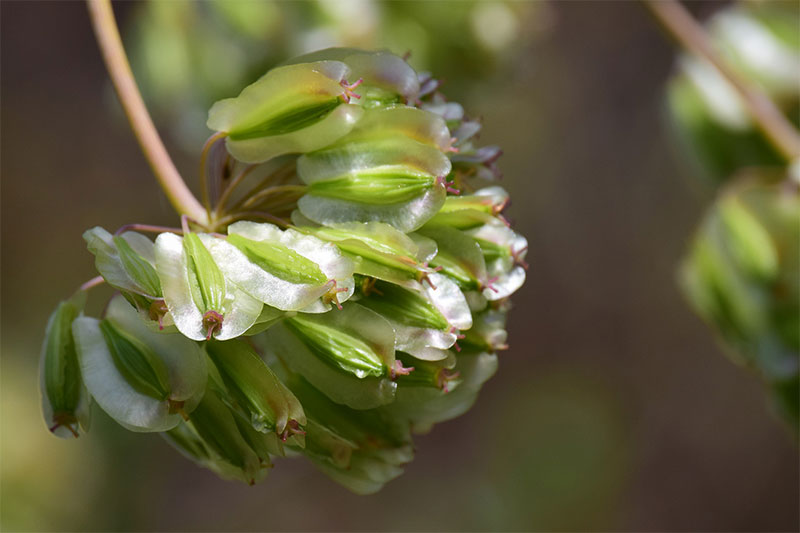 Fennel