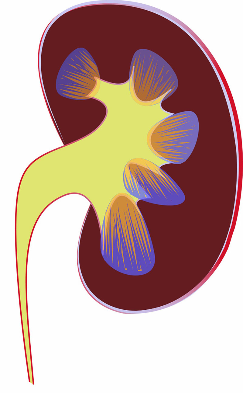 10 ways to get a healthy Kidney
