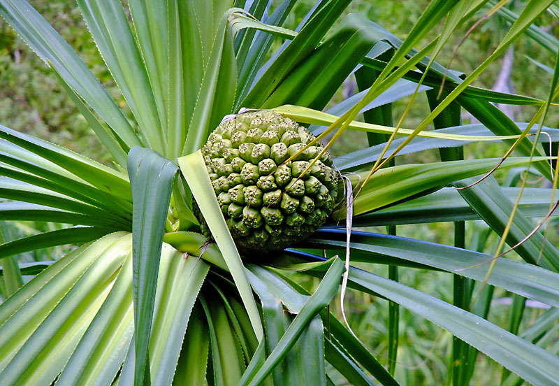 Hala Fruit