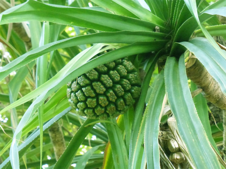 Hala Fruit Health Benefits of Hala Fruit Pandanus Tectorius