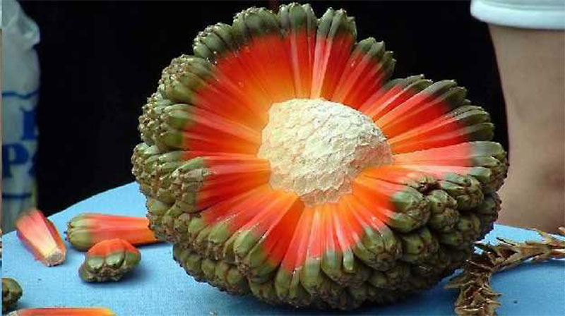 Hala Fruit