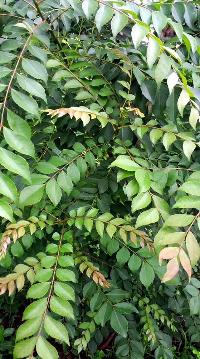 Curry Leaves