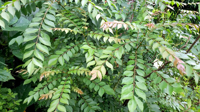 Amazing Benefits of Curry Leaves | Curry leaves nutrients