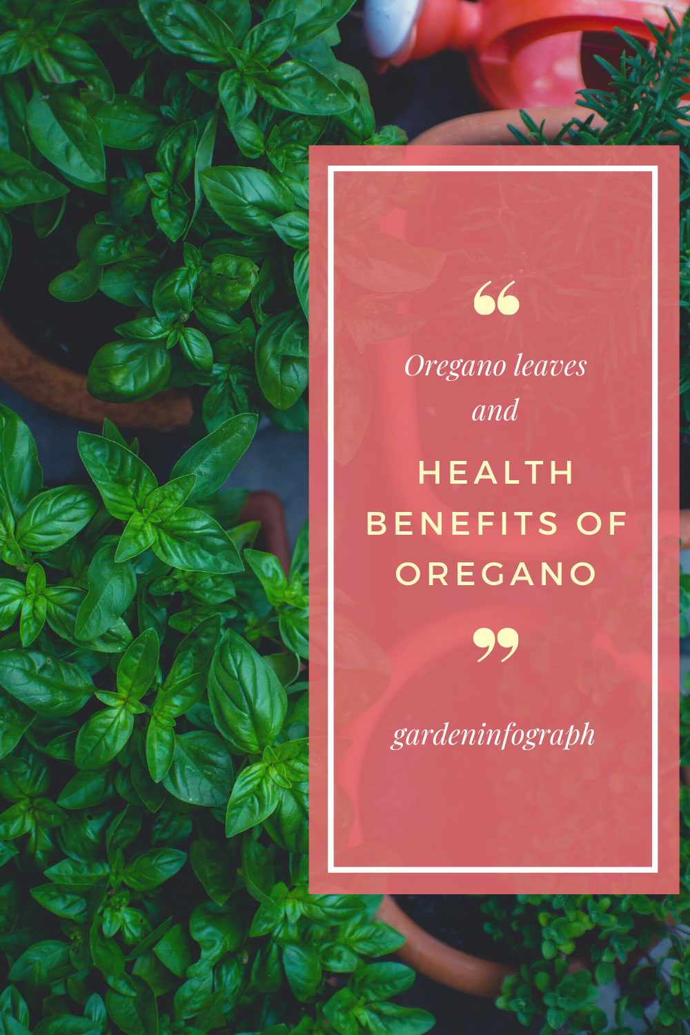 Oregano