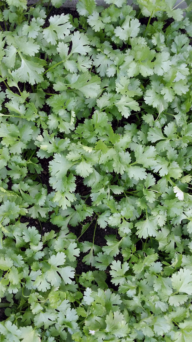 Coriander