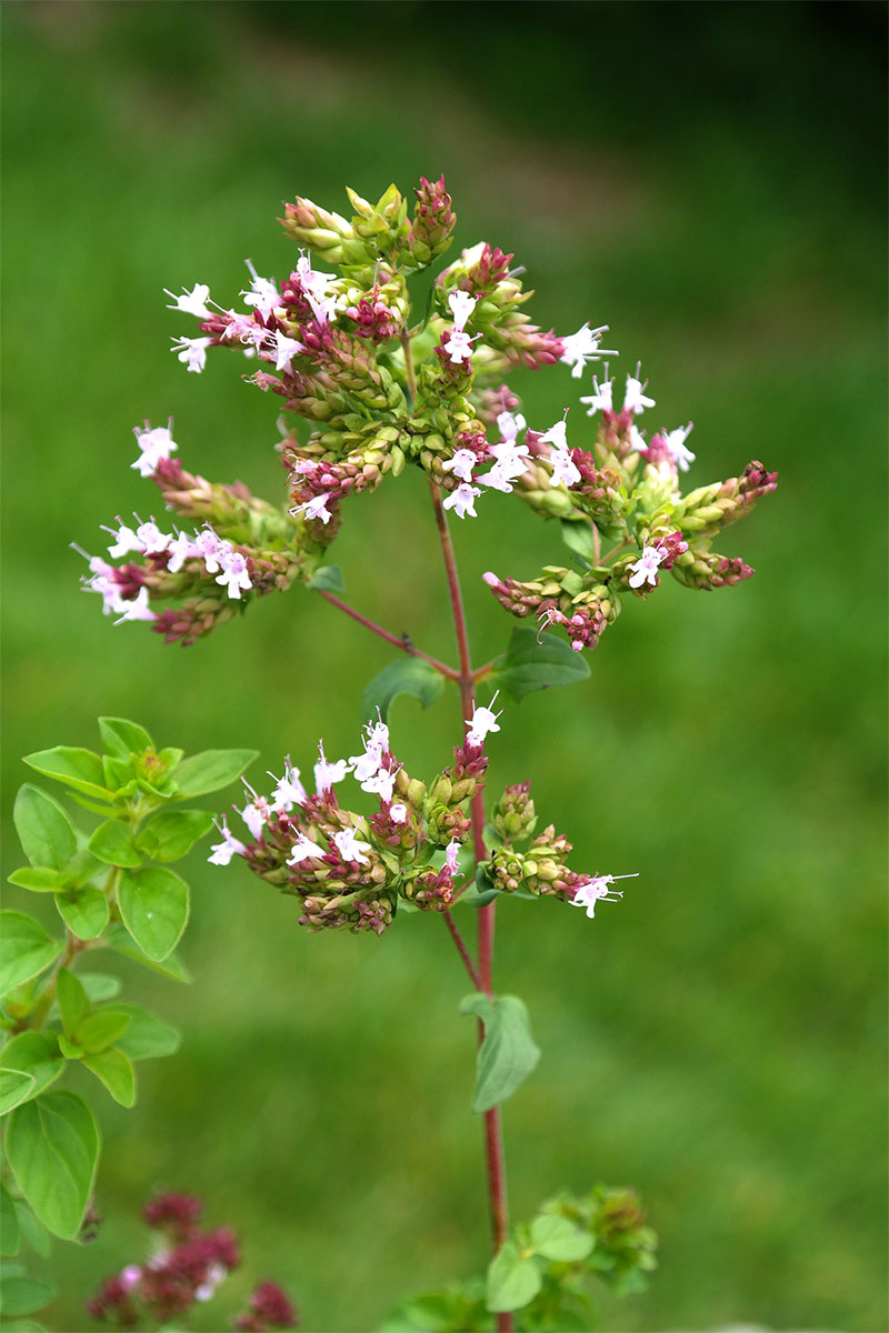 Oregano herb