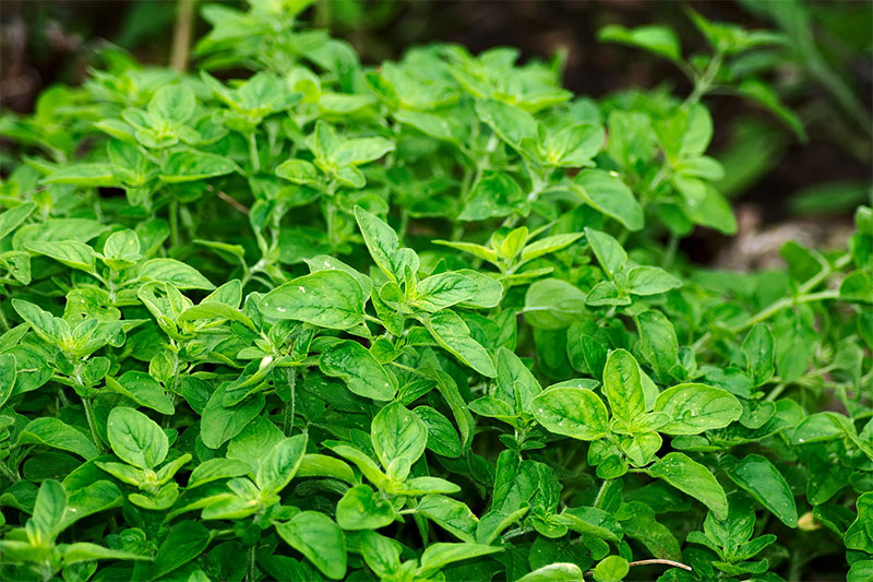 Oregano leaves