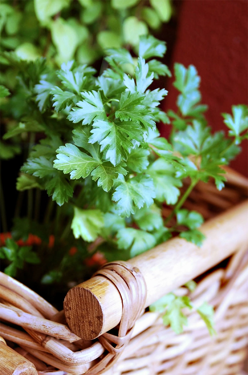 Parsley