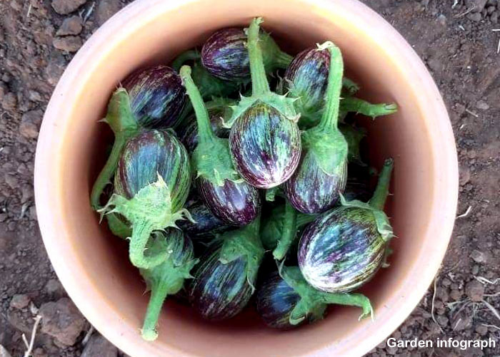 9 surprising Health benefits of Eggplant |  Eggplant Nutrients facts | Garden infograph