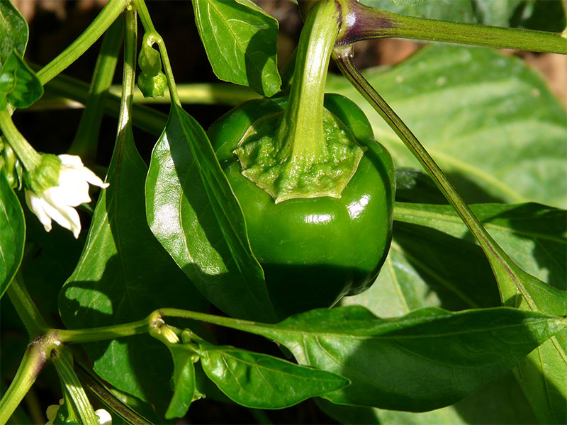 Capsicum