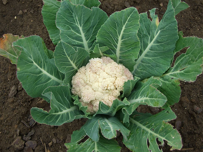 Cauliflower