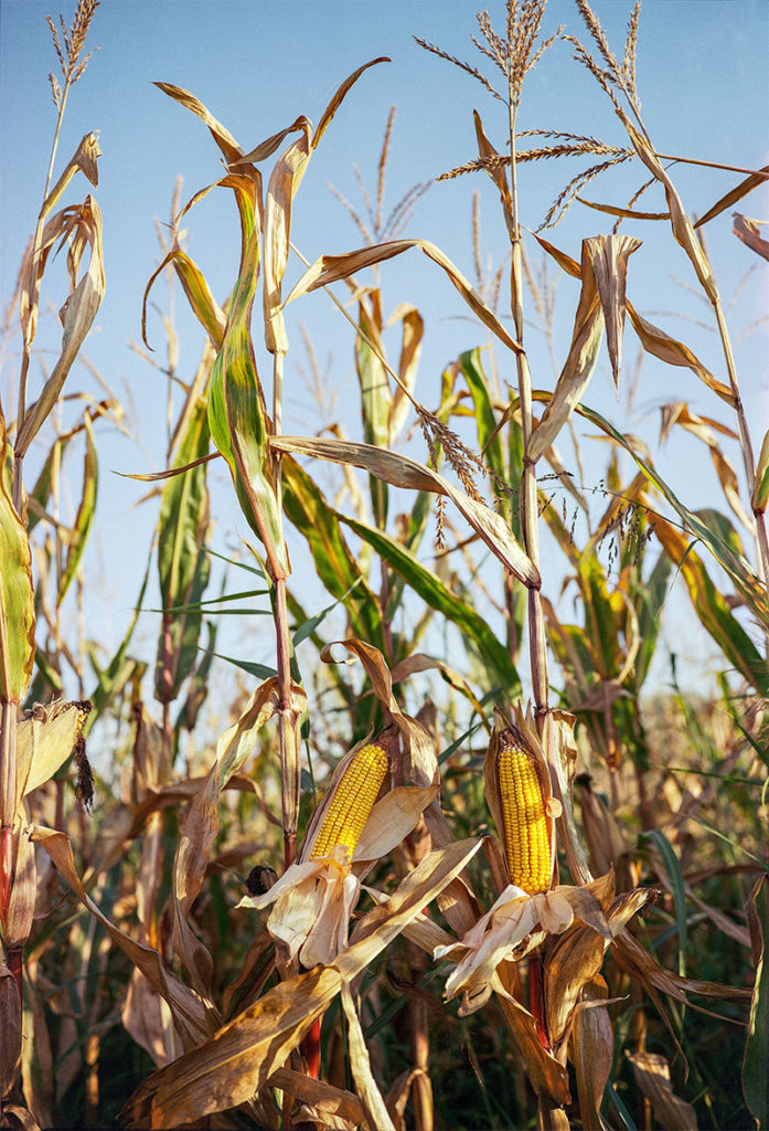 Health benefits of Corn (Maize) | Maize nutrients - Garden infograph