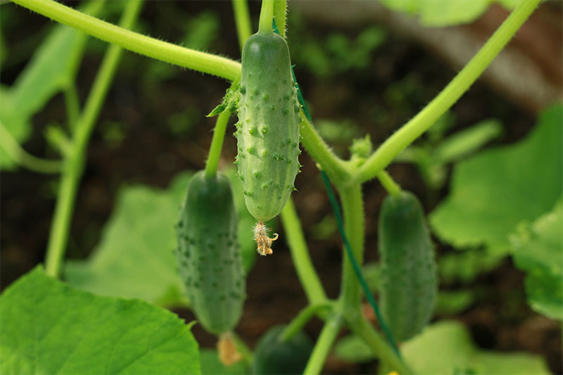 Cucumber