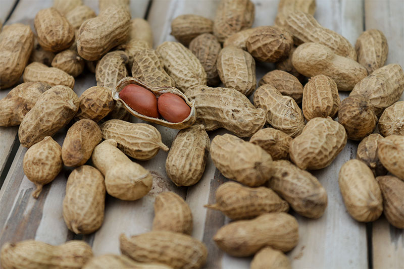 Groundnut