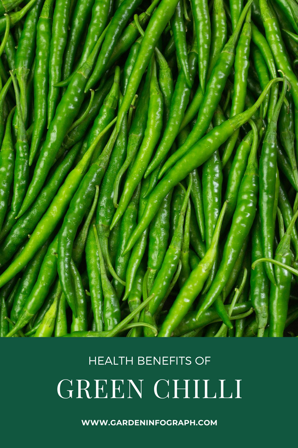 Health Benefits of Green Chilli | Side effects of green Chili | Gardeninfograph