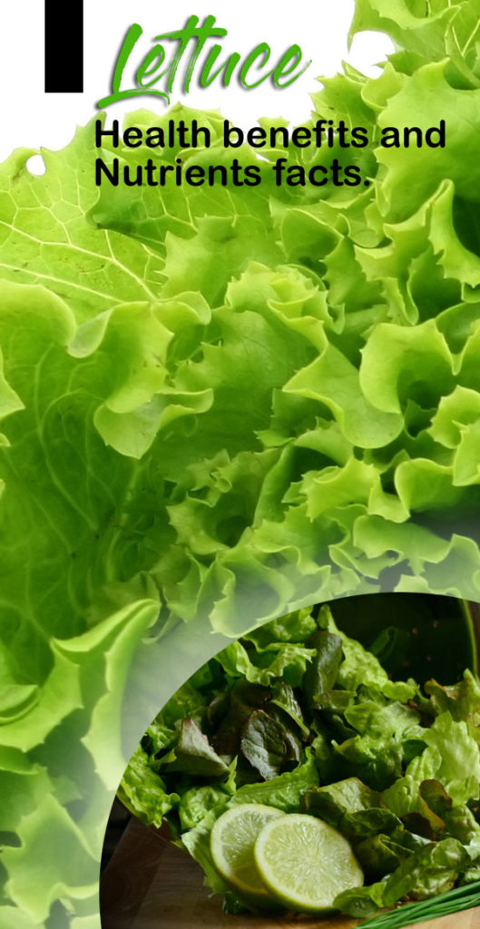 Health Benefits Of Lettuce Nutrients And Side Effects Of Lettuce 0008