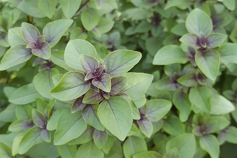 Basil