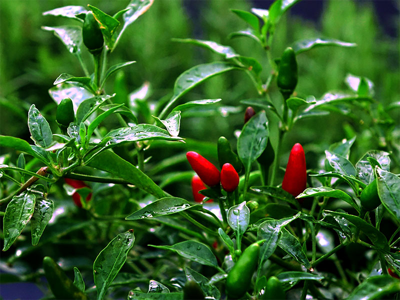 green chilli plants