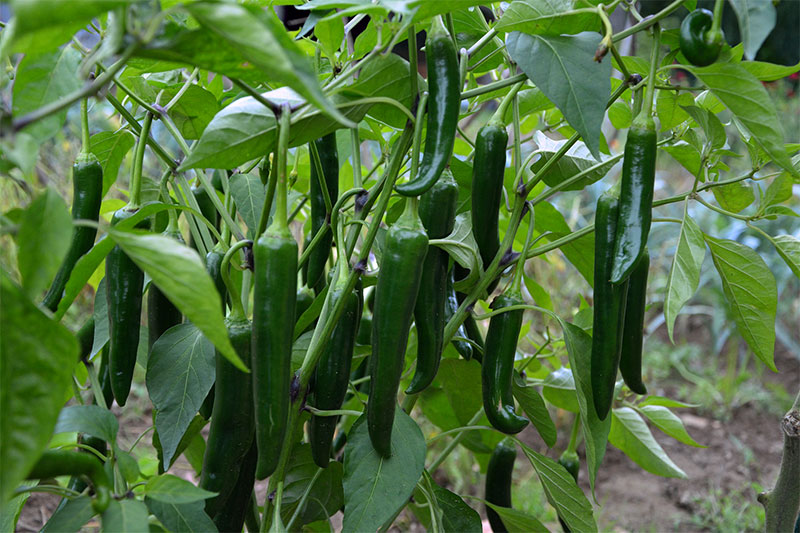 Health Benefits Of Green Chilli Side Effects Of Green Chili Gardeninfograph Garden Infograph