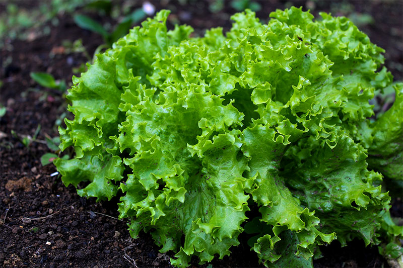 Health Benefits of Lettuce | Nutrients and Side effects of Lettuce