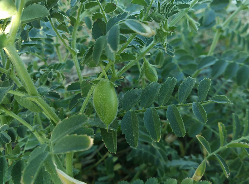 Chickpeas