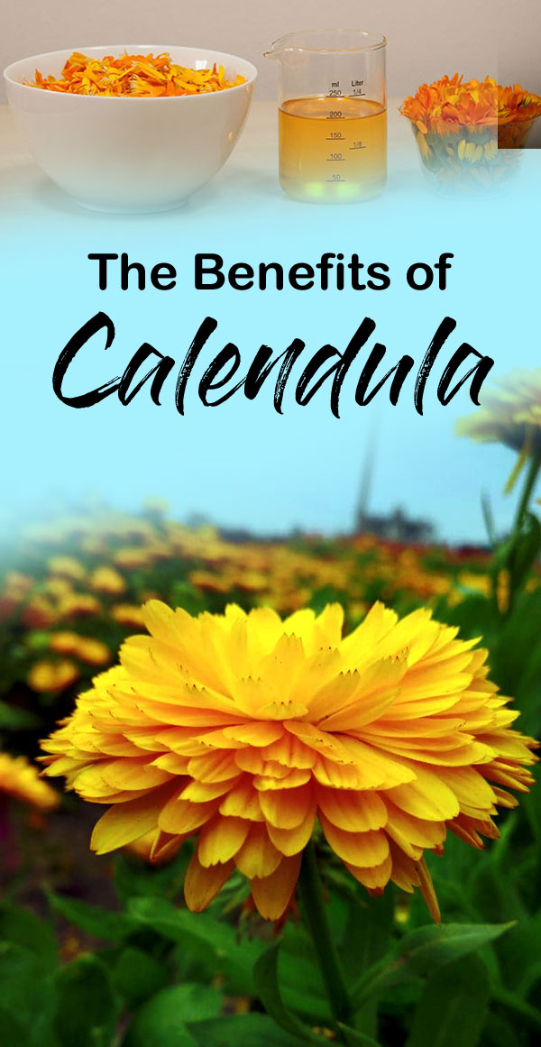 Calendula