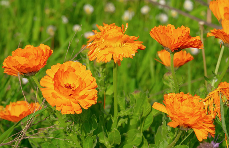 Benefits of Calendula | Calndula nutrients, side effects