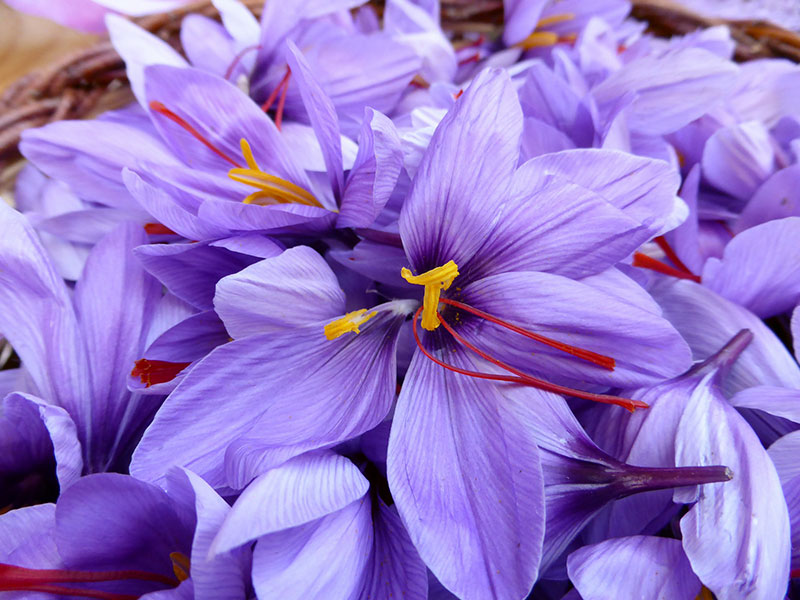 saffron flower | kesar