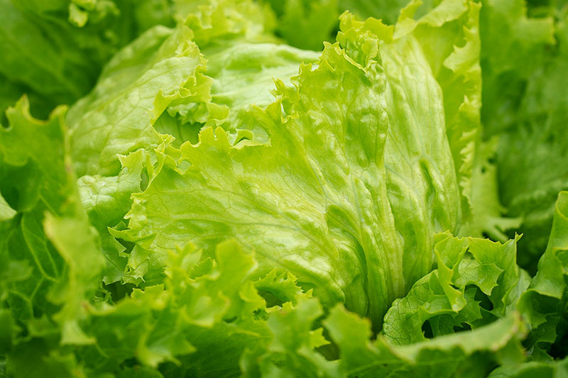 Iceberg lettuce