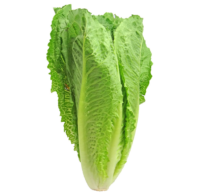 Romain lettuce