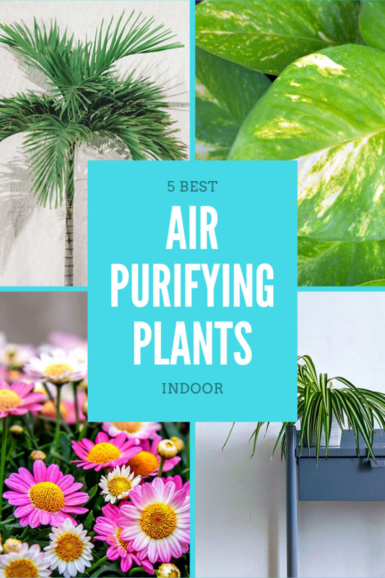 5 Best Air Purifying plants indoor | Indoor plants - Garden infograph