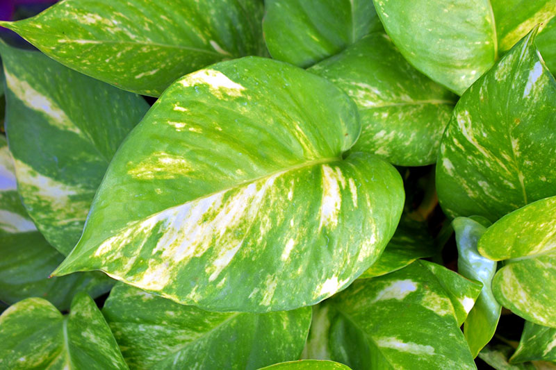 Golden pothos