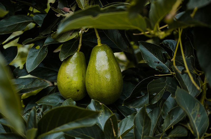 how to grow avocado