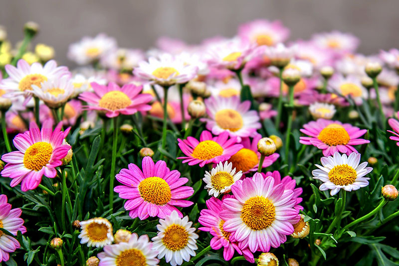 Chrysanthemums (Mums)