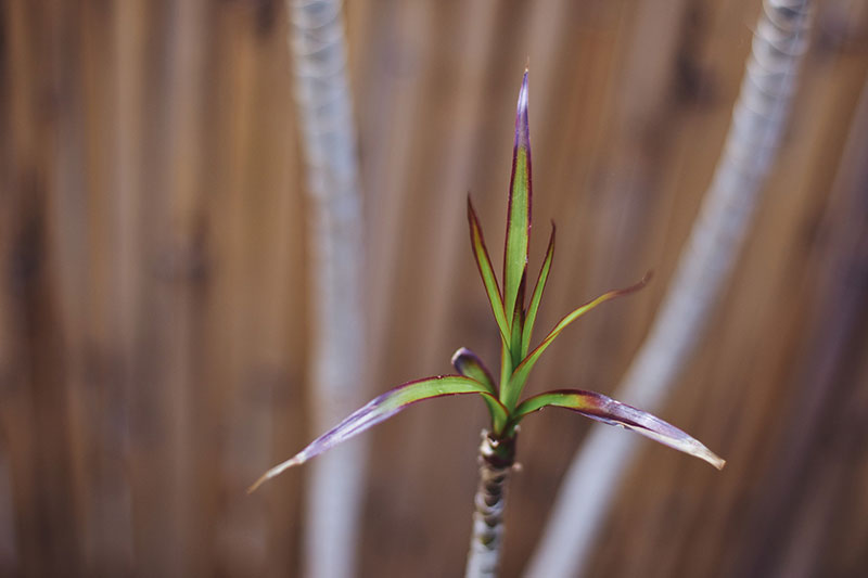 Dracaenas