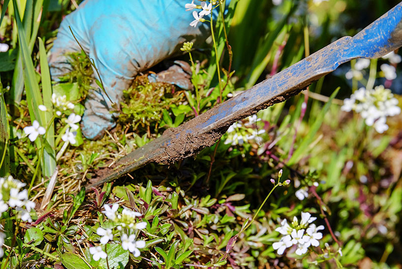 Pull out weeds regularly for good garden care