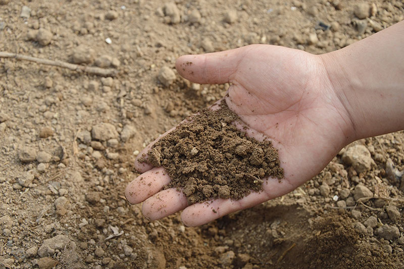 Healthy soil makes a Healthy Garden