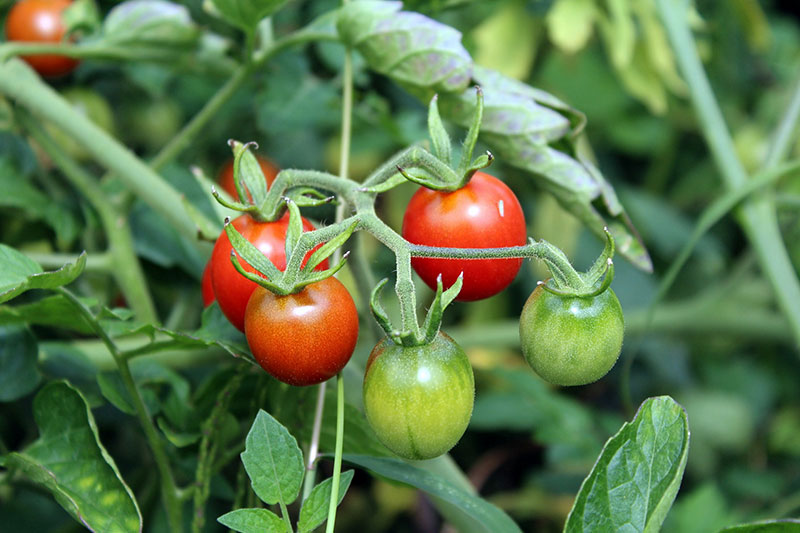 Choose disease-resistance varieties